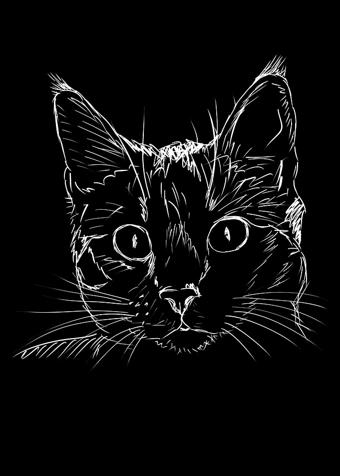 Cat Sketch