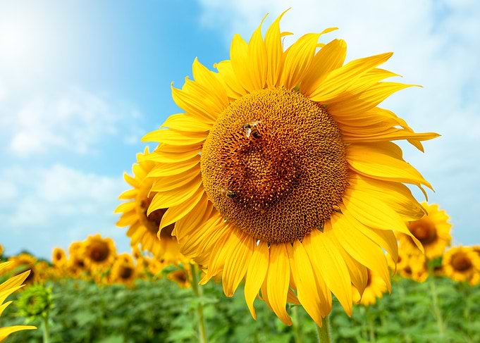 Sunflower Field