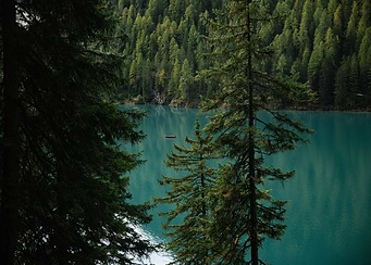 Serene Lake in the Pines