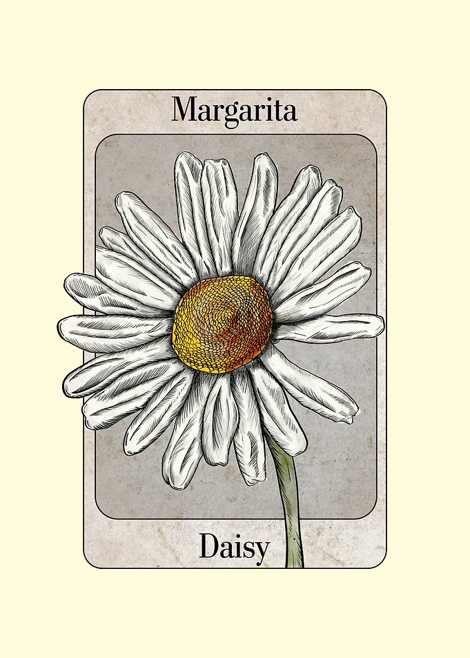 Daisy Illustration
