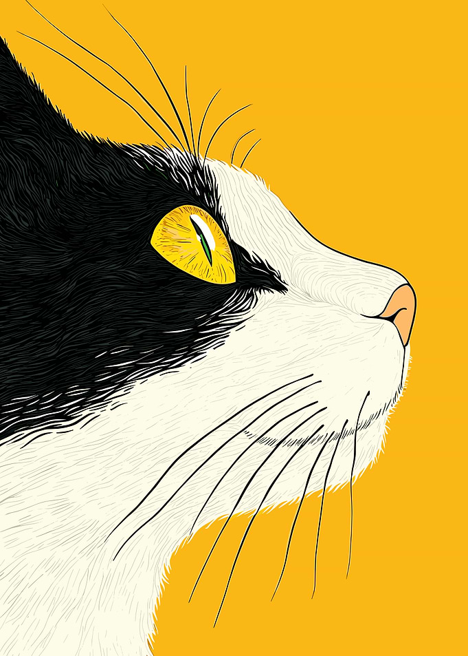 Black and White Cat Portrait