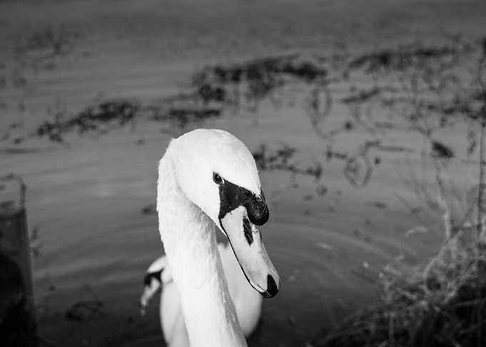 Swan Portrait