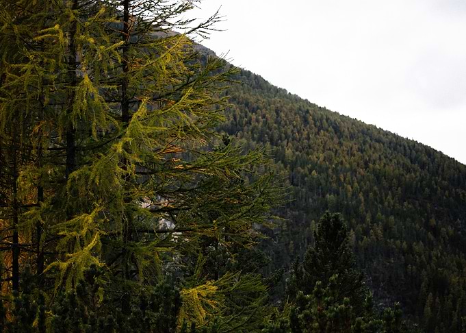 Mountainside Forest