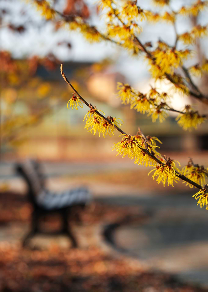 Witch Hazel Blooms