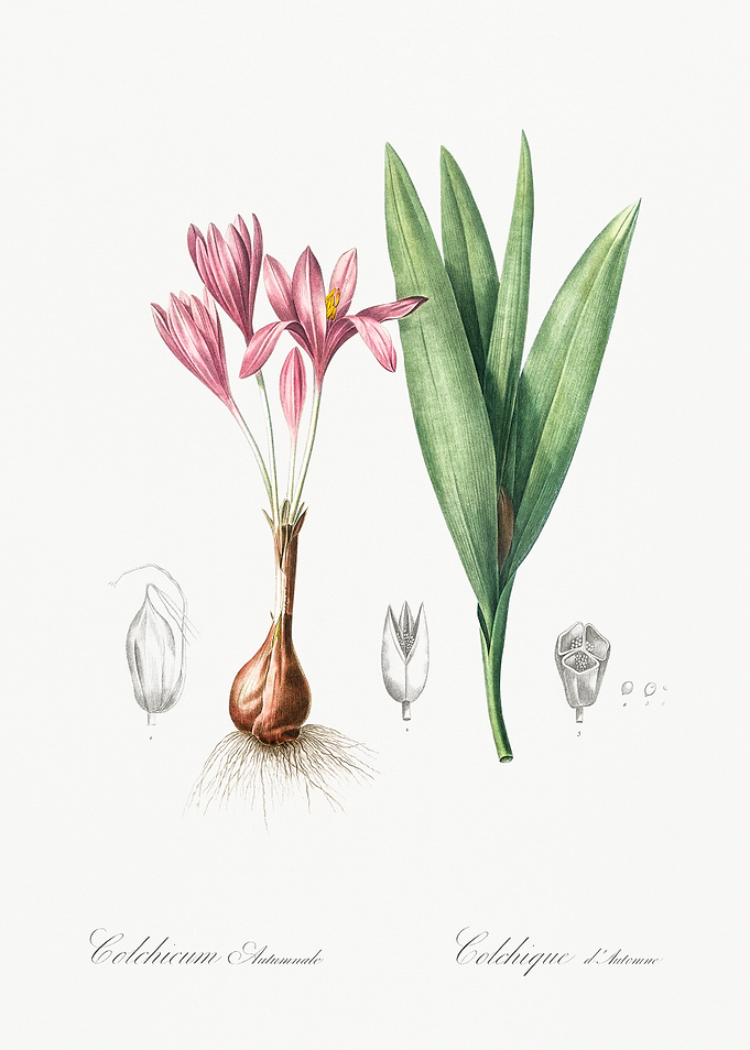 Colchicum Autumnale Illustration