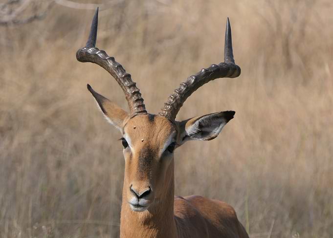 Impala in South Africa