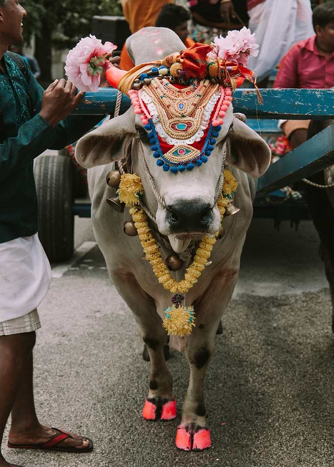 Decorated Cow