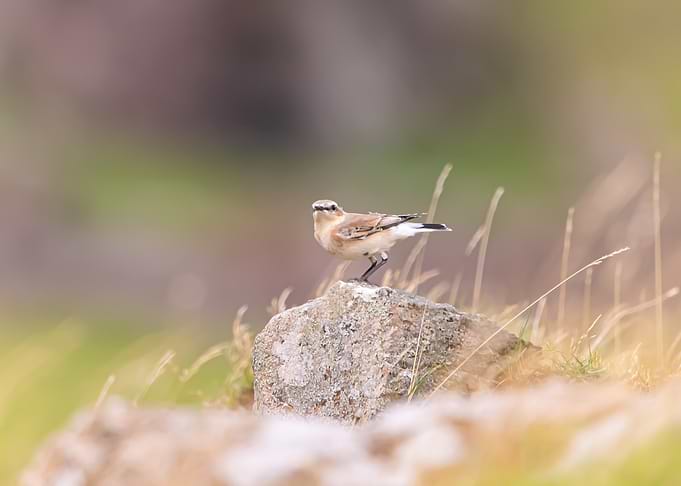 Northern wheatear on a Rock