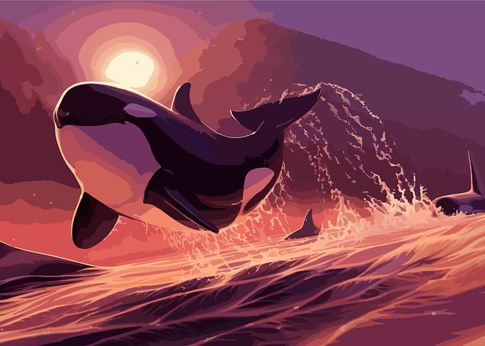 Orca Sunset Leap