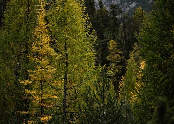 Autumn Forest Landscape