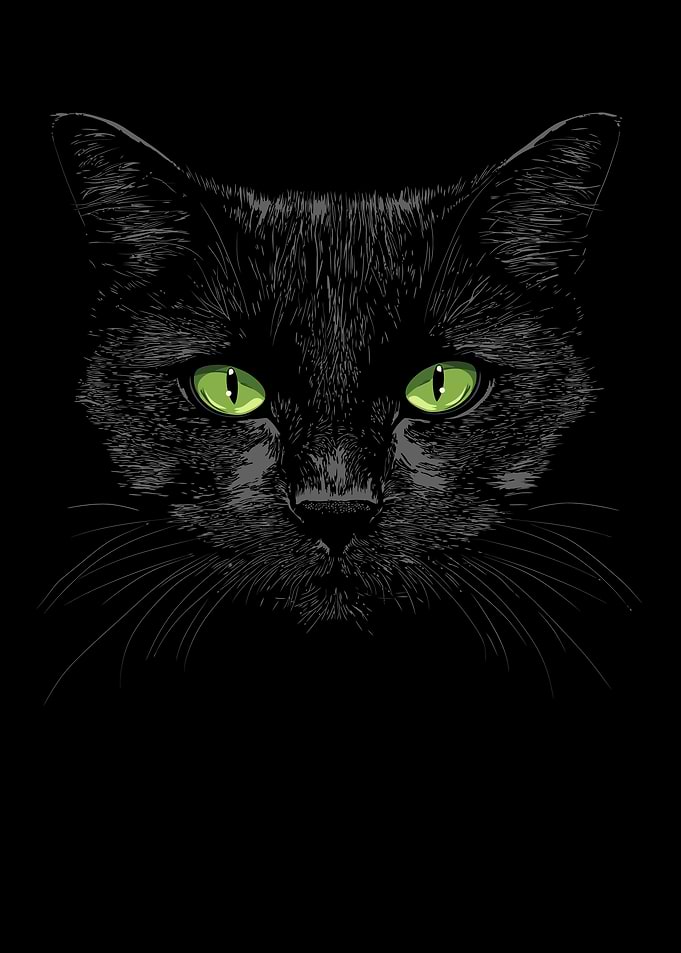 Black Cat Portrait