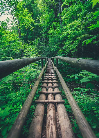 Wooden Bridge in Forest