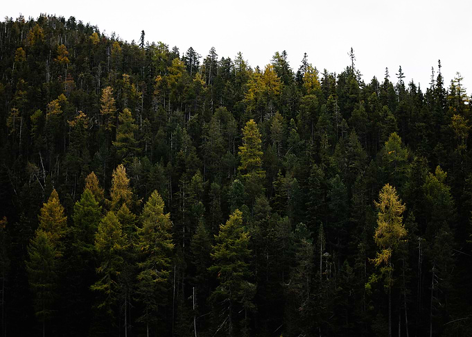 Forest Canopy