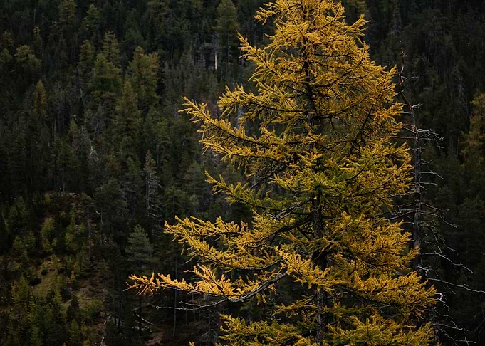 Golden Larch in Forest