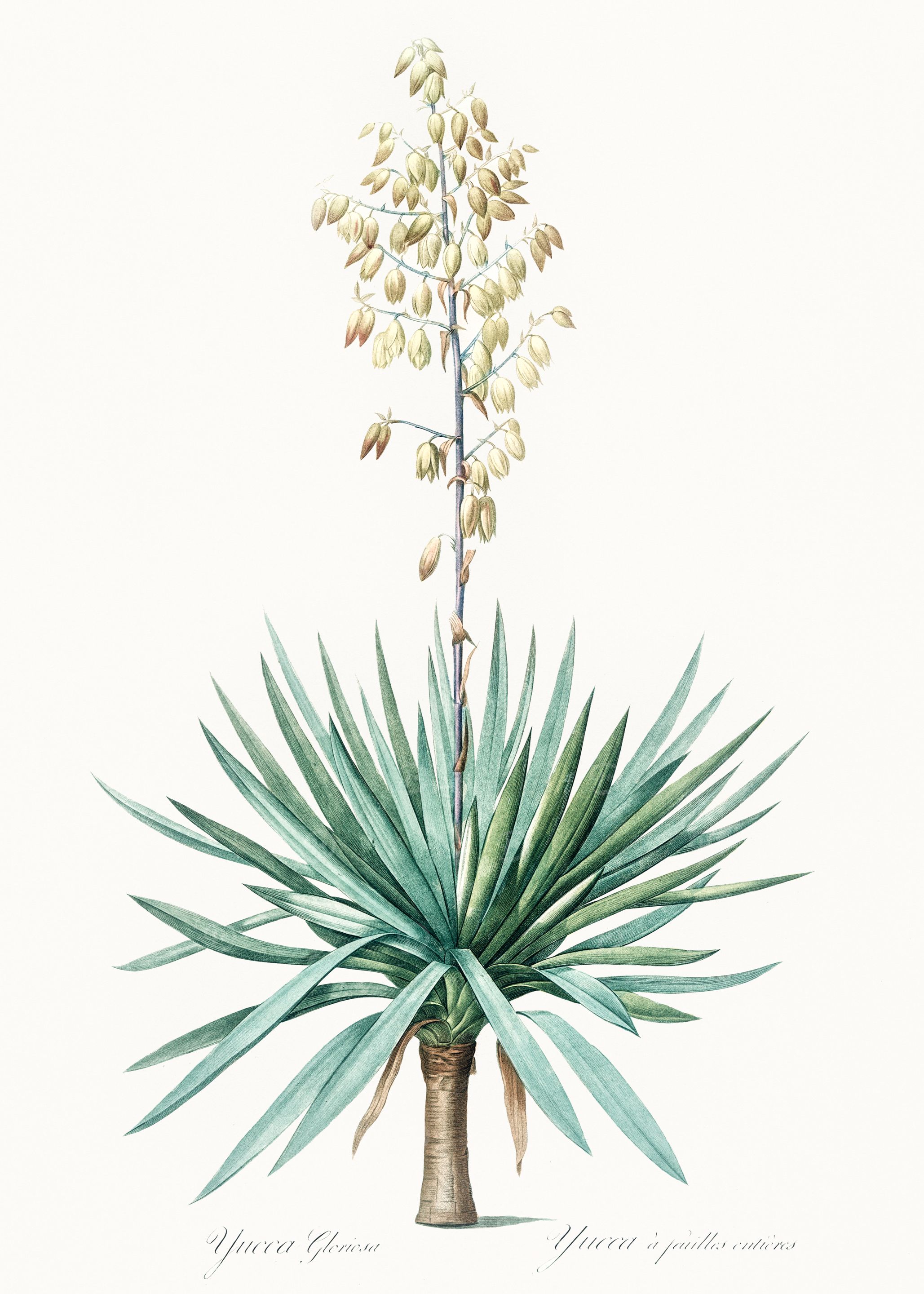 Yucca Gloriosa Illustration