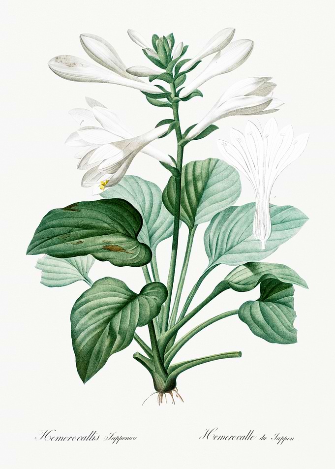 Hemerocallis Japonica Illustration