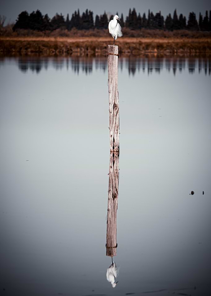 White Bird on a Post