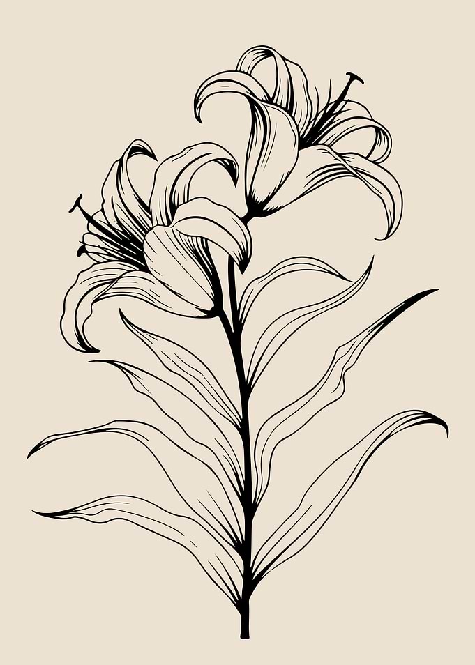 Lily Flower Line Art Minimalist Floral Botanical Illustration