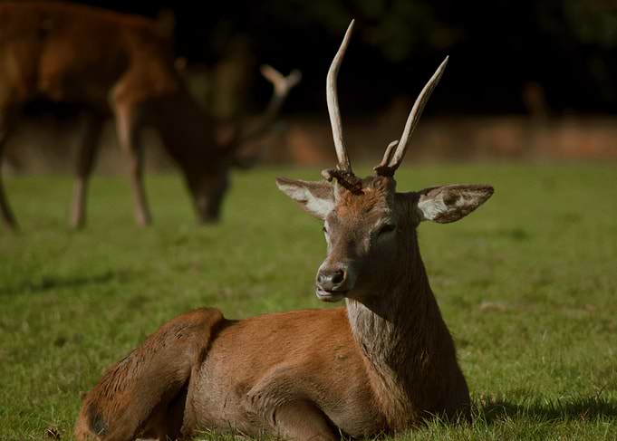 Red Deer Resting in Field