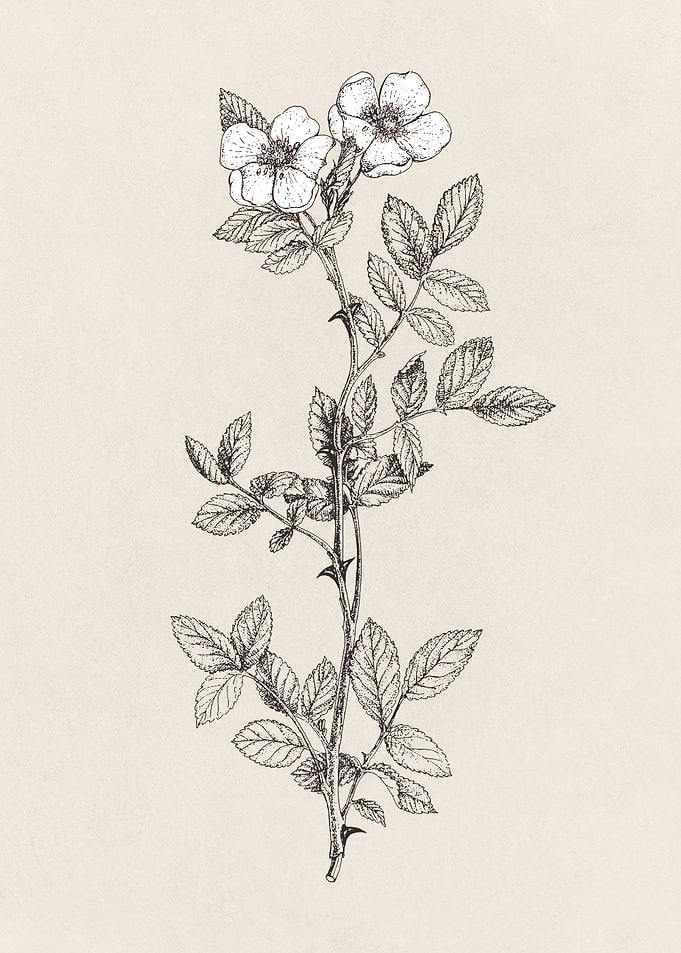 Rosa Californica Branch Illustration