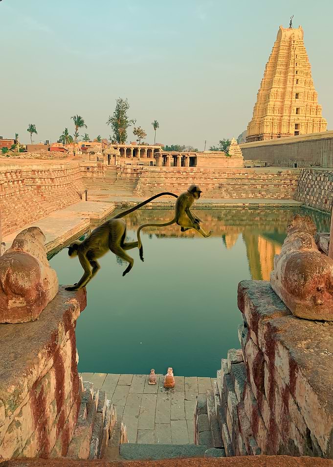 Monkeys at a Temple Pond