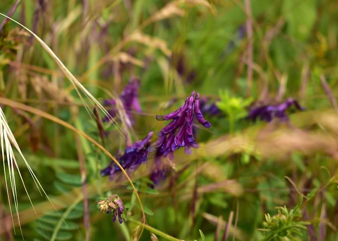 Purple Wildflowers in Grass