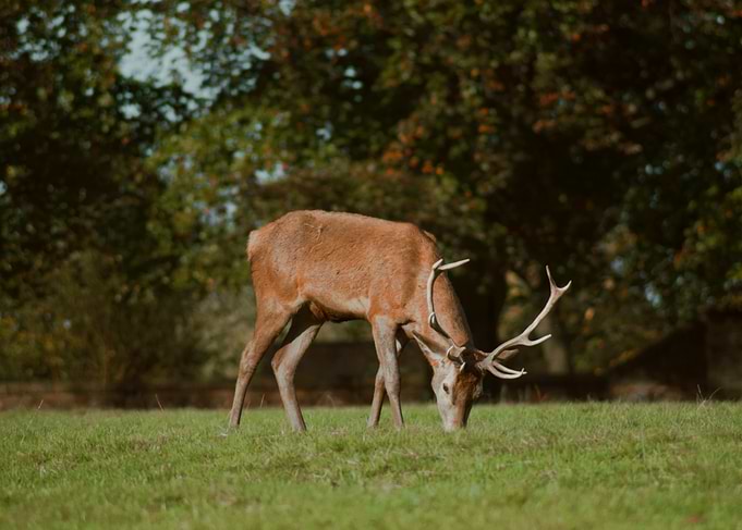 Deer Grazing in Meadow