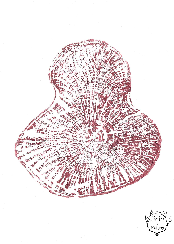 Tree Ring Print