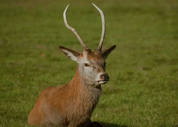 Deer in a Meadow