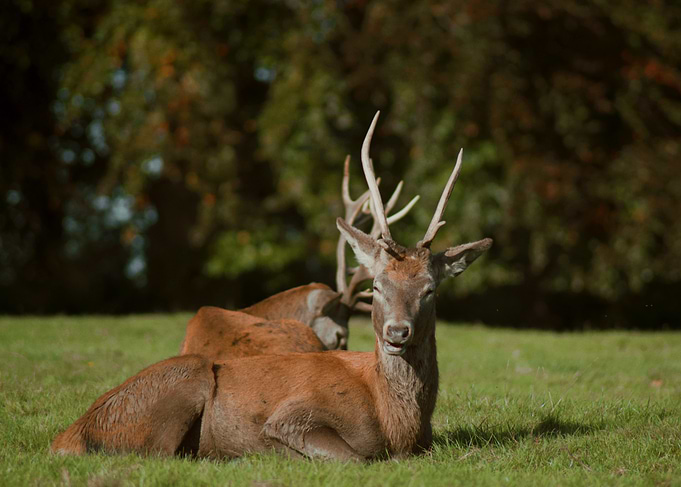 Red Deer Resting in Meadow