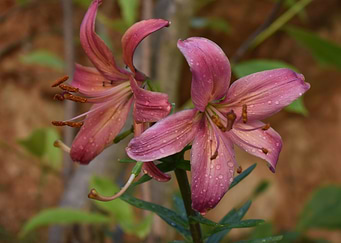 Pink Lily Flowers
