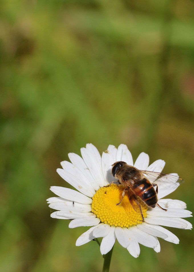 Bee on Daisy