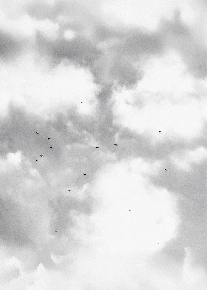 Birds in Cloudy Sky