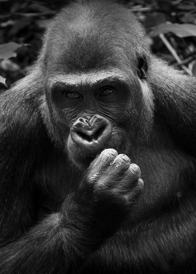 Gorilla Portrait