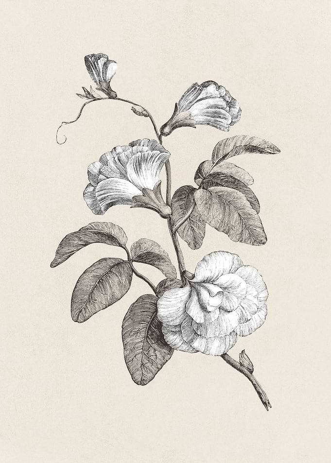 Blue Pea Flower Sketch