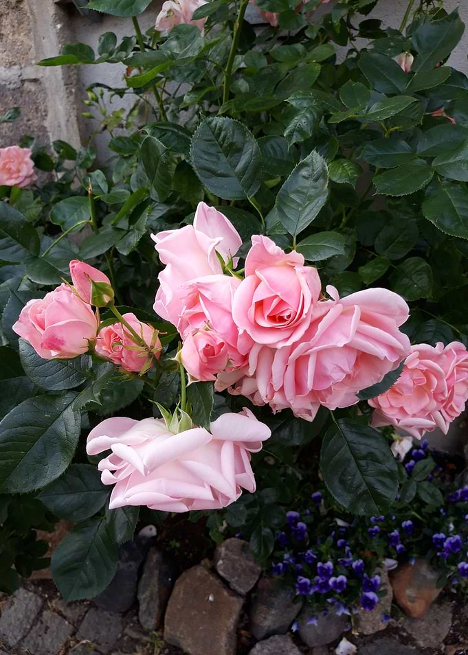 Pink Roses in Bloom