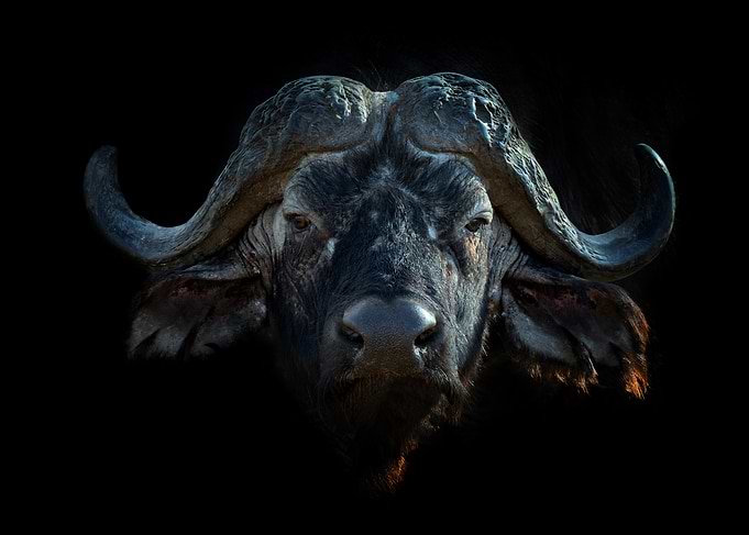 African Buffalo Portrait