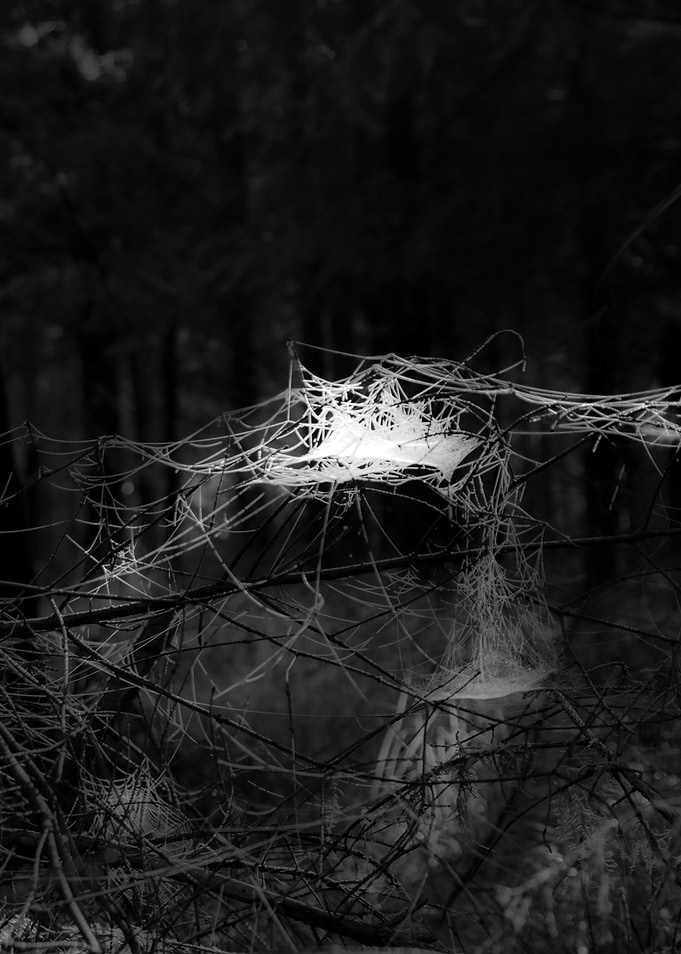 Glowy web