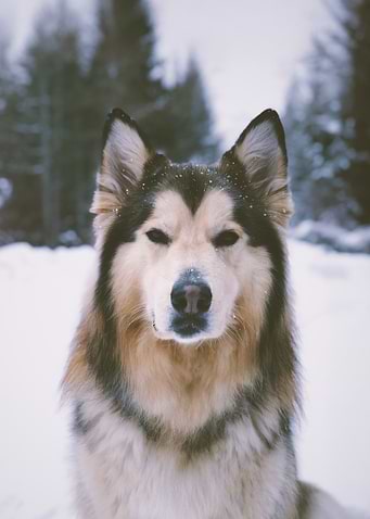 Winter Majesty – Alaskan Malamute in Snow