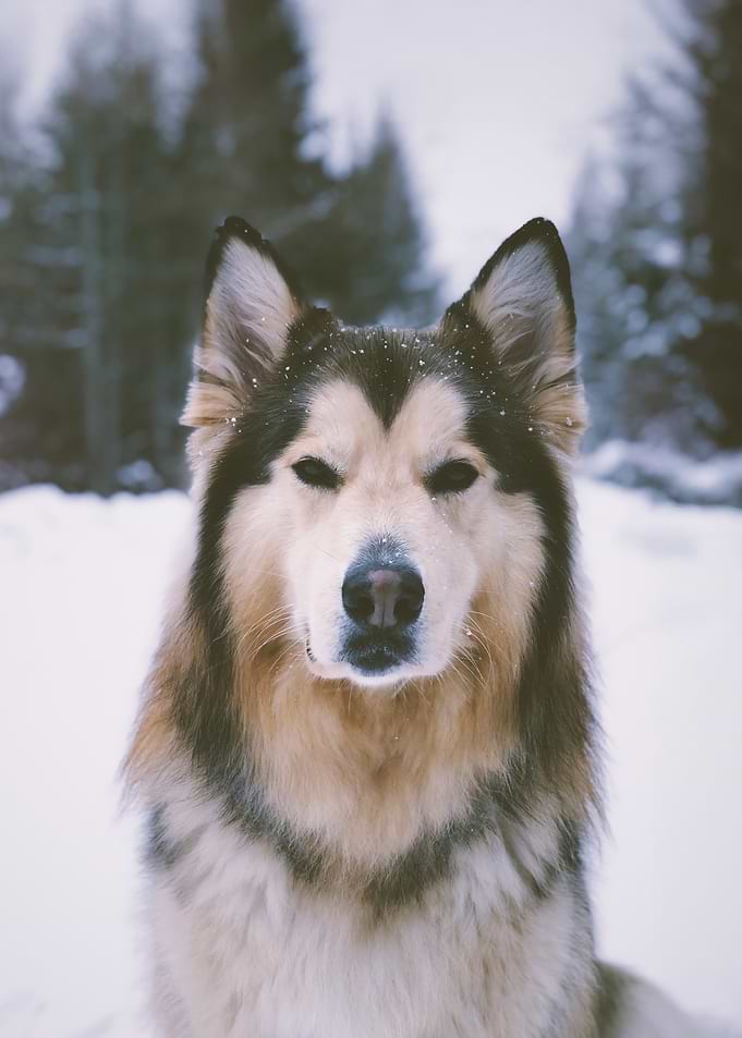 Winter Majesty – Alaskan Malamute in Snow