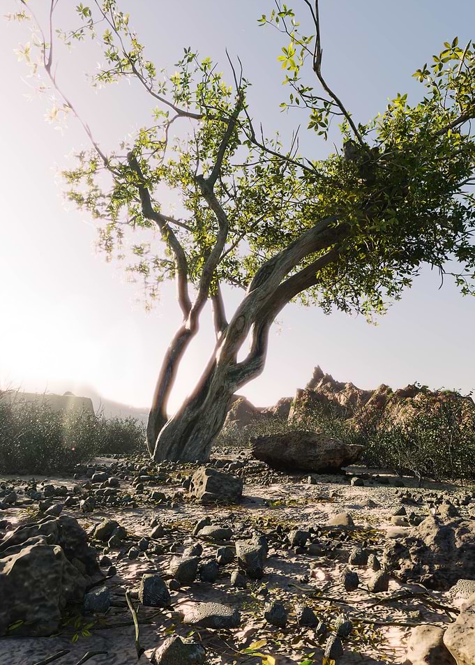 Lonely Tree in Desert