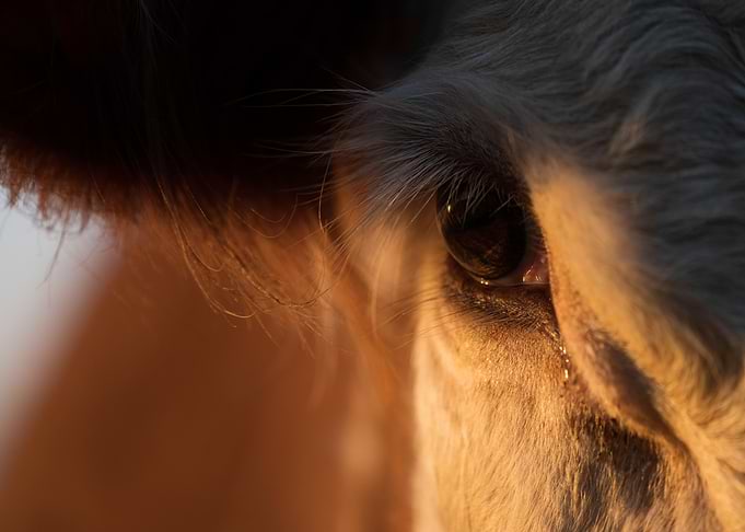 Close-up Cow Eye