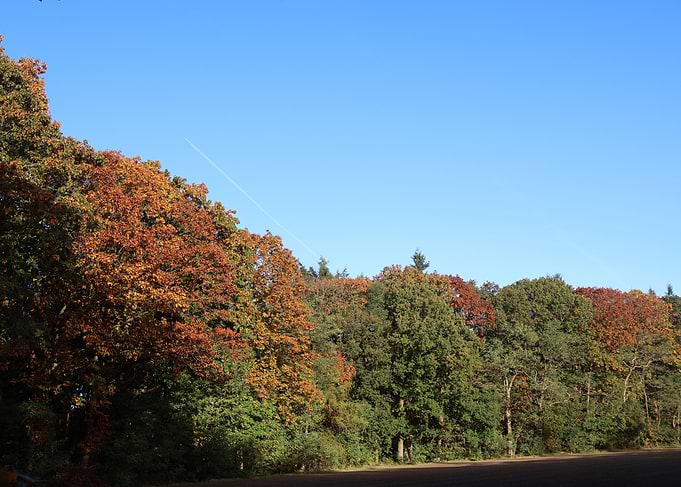 Autumn Forest Landscape