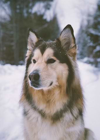 Arctic Spirit – Alaskan Malamute in Snow