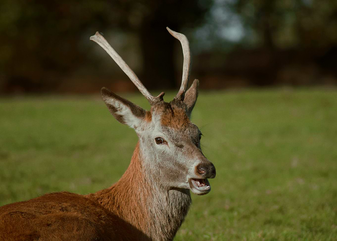 Red Deer with Antlers
