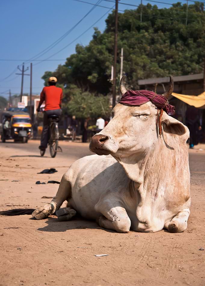 White Cow in India