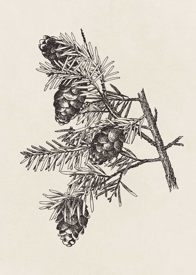Pine Branch with Cones