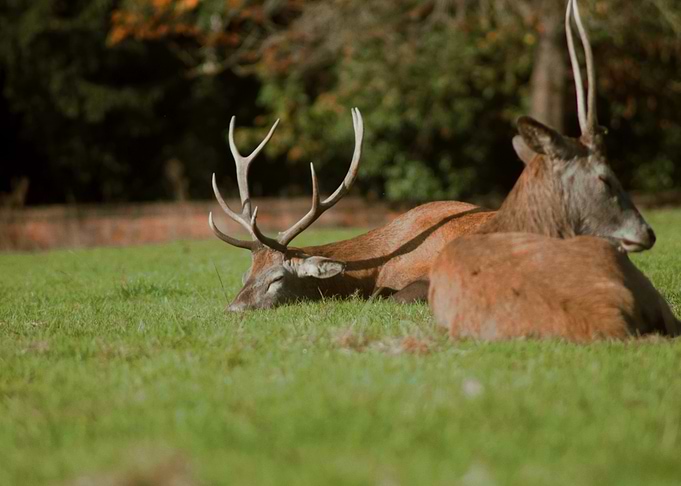 Two Deer Resting