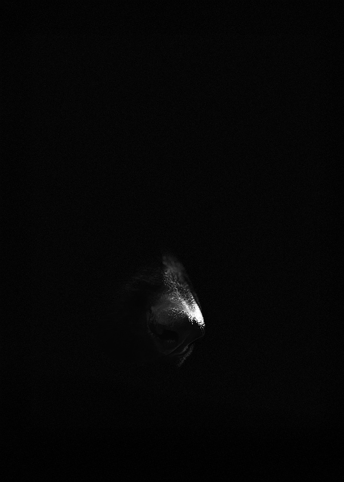 The Watcher – Canine Presence in the Dark