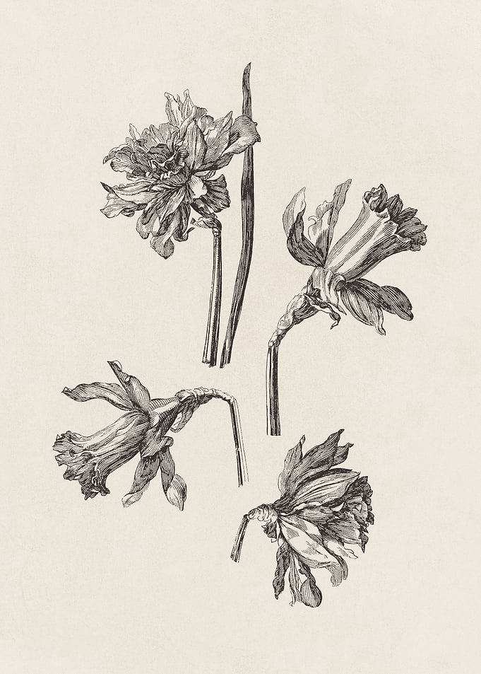 Daffodil Sketch no. 2
